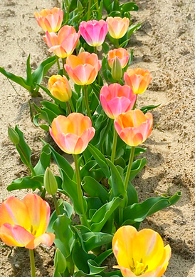 TULIPS | Montpelier Farms | Upper Marlboro, MD